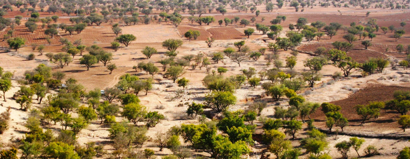 Replenishing the argan forests, together